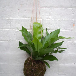 Birdsnest fern Kokedama - Products