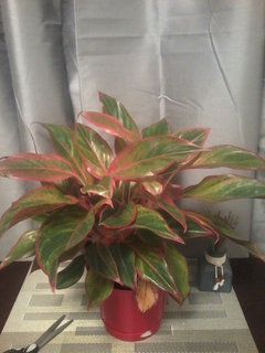 indoor copper plant pots Set of 3 Large Brushed Copper Planters On Stands  Robert David Home