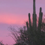 Tori Simpson's photo