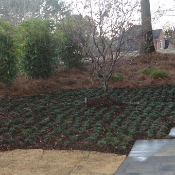 Foundational Planting