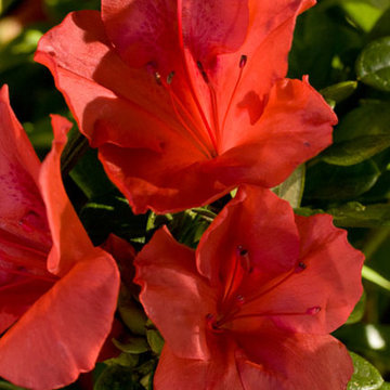 Encore Azalea Autumn Sunset™