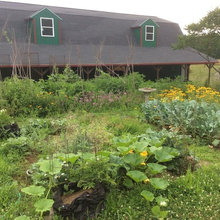 veggie garden
