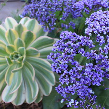 Mill Valley Hillside Garden