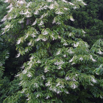 Great Design Plants