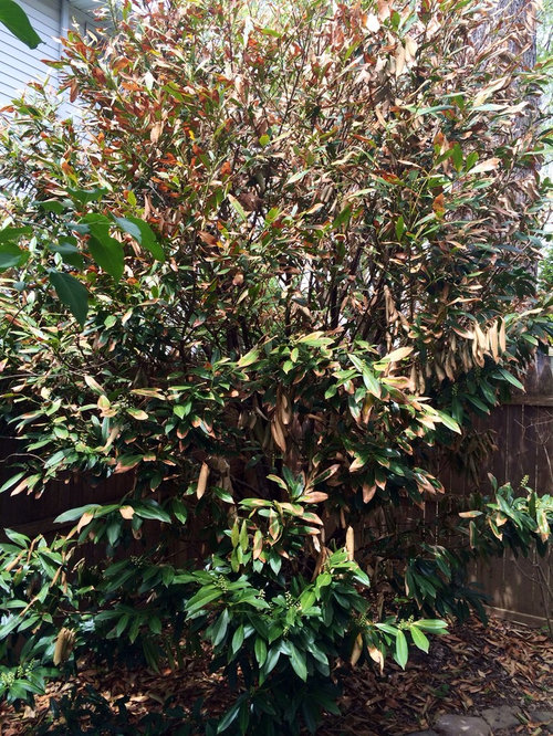Losing our Schip Laurel (turning brown)