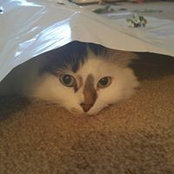 Ashley Boles's photo