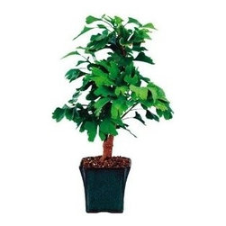 Ginkgo Maidenhair Outdoor Bonsai Tree - Area Rugs