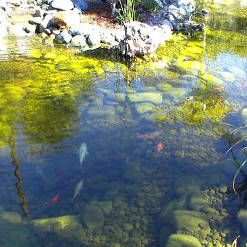 Best of www.socalpondpros.com