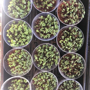 Microgreens operations