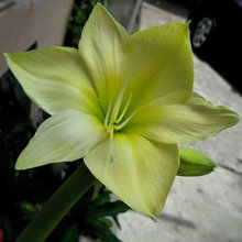 HIPPEASTRUM SPECIES AND HYBRIDS