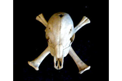 Skull and Cross Bone collection
