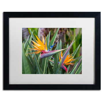 Pierre Leclerc 'Two Birds Of Paradise' Matted Art, Black Frame, White, 20x16