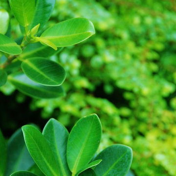 Landscape Design Miami- Deb's Certified Wildlife Habitat