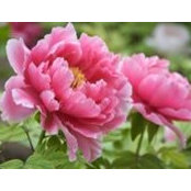 Paula Sirois's photo