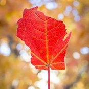 Christa McCarten's photo