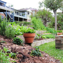 garden - vege