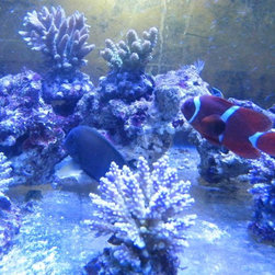 Fresh water and marine fish - Products