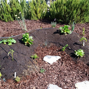 Summer Veggie Garden Planting