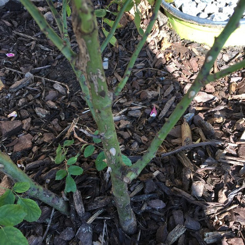 Why is my rose bush dying?