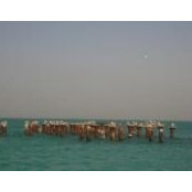 Niloo Nili's photo