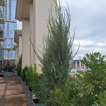 Austin Power Plants and Planting