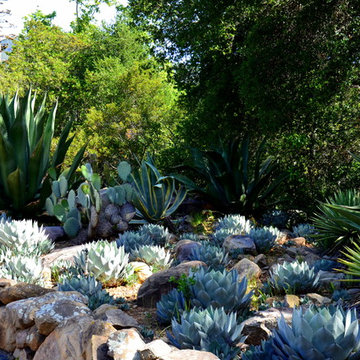Succulents