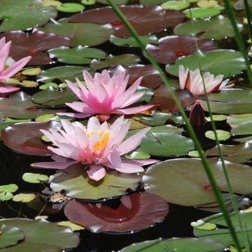 Schwimmteich