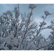 Chani Gottesman's photo