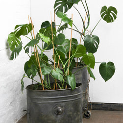 Khes Pair of Reclaimed Vintage Steel Industrial Chic Wheelbarrow Planters - Plants