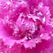 flower pink