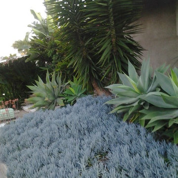 The Blue Wall