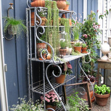 Succulents