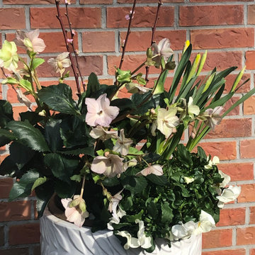 hellebore and daffodils