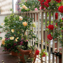 piante belle