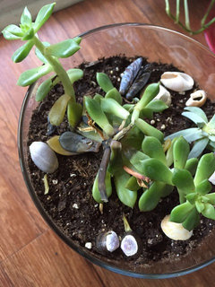 My cactus plant is dying... Please help | Houzz Forum