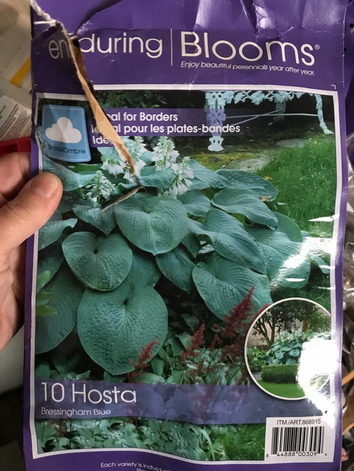 My Experience With Costcos Hostas And Astilbe Bags My Experience With Costcos Hostas And Astilbe Bags