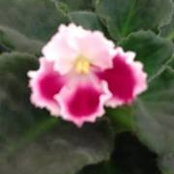 Debbie Niemi's photo