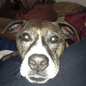Adam Izzo's photo