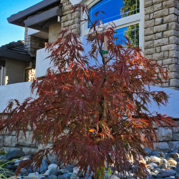 Front Yard Inspiration: Low Maintenance Design Ideas