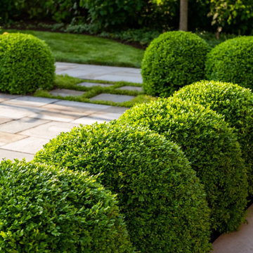 Pruned Boxwoods
