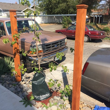 Espalier