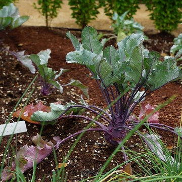Vegetable Garden Planning