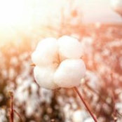 Alison Oms's photo