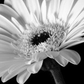 Foto von Julia Coryell