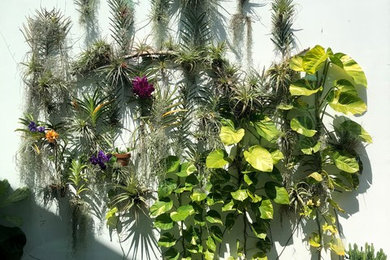 Orchids and Air Plants wall in Miami