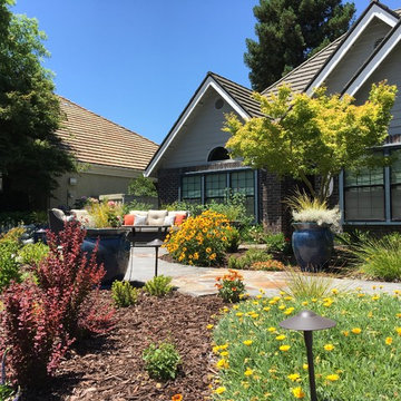 Summer bloom of courtyard plantings: barberry, coneflower, gazania