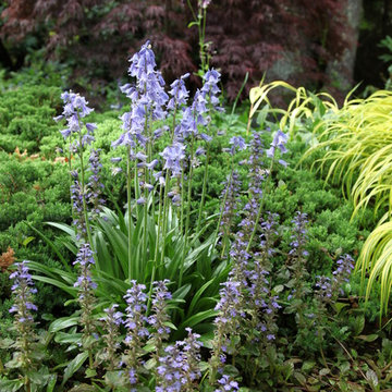 Woodland Garden