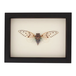 Bug Under Glass - Real Framed Ghost Cicada Display - Picture Frames