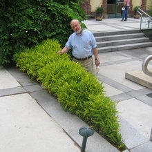 landscape plants