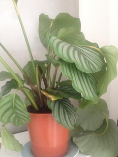 Calathea Orbifolia Drooping/Curling - Please HELP! | Houzz Forum